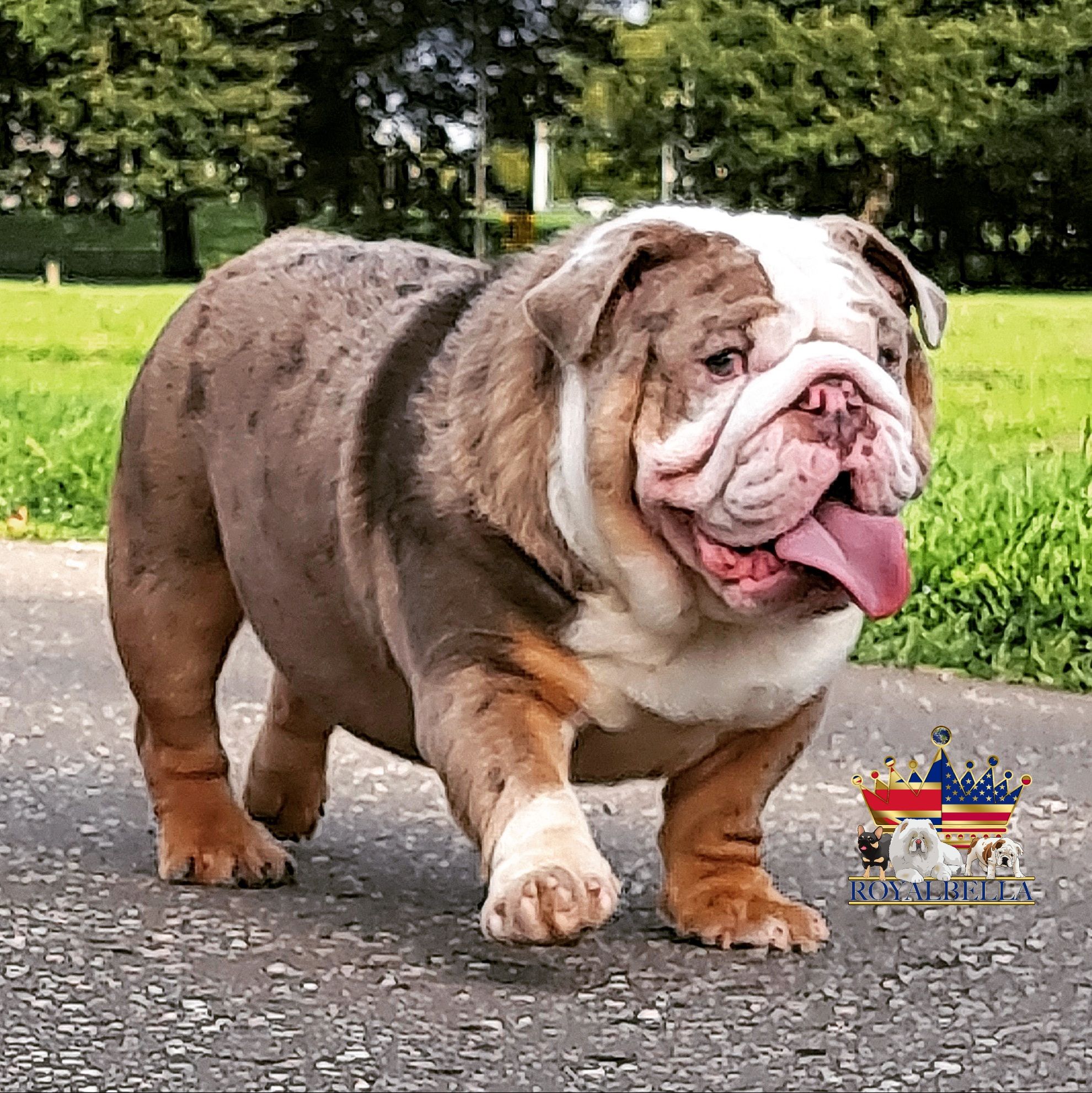 Wonder boy best sale british bulldog